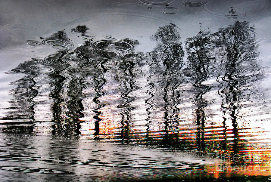 Tree and reflection Photograph by Daliana Pacuraru