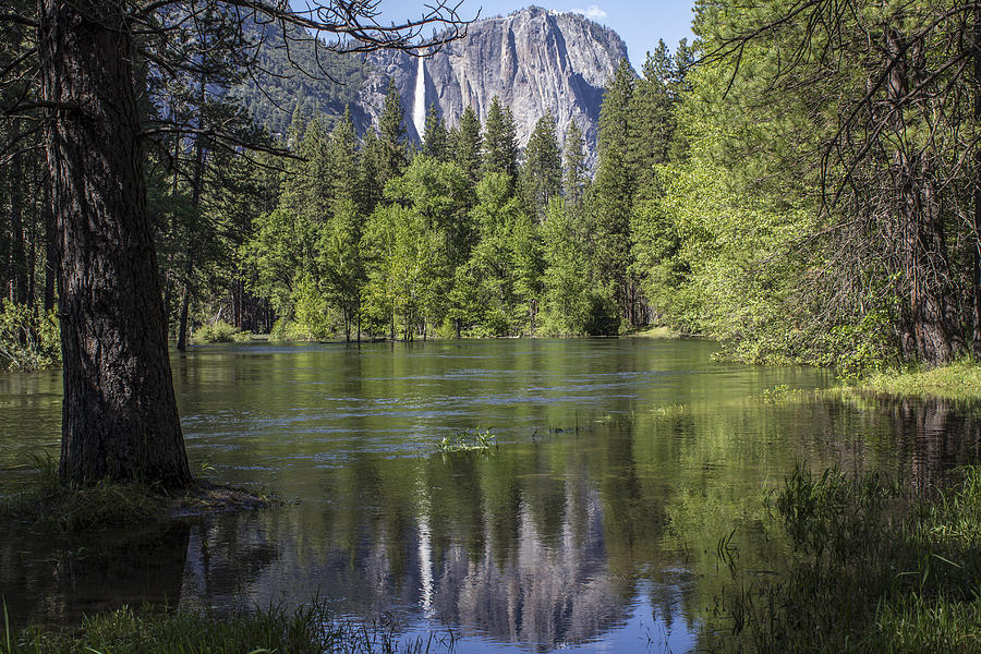 Tree and Reflection Yosemite  Photograph by John McGraw