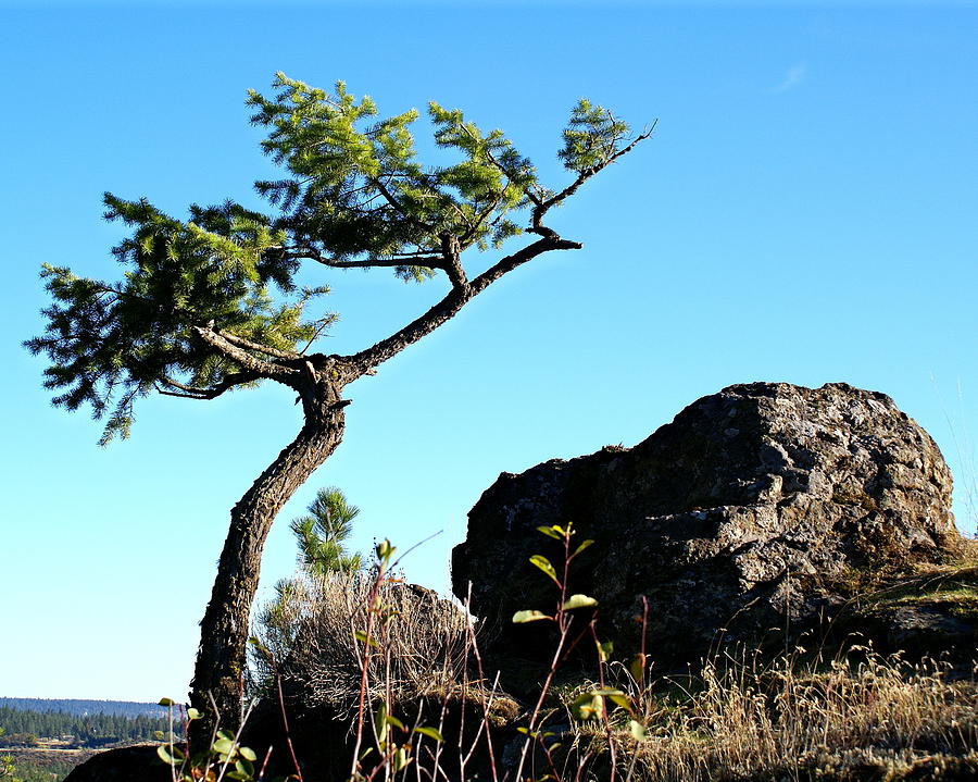 Tree and Rock Photograph by Ben Upham III