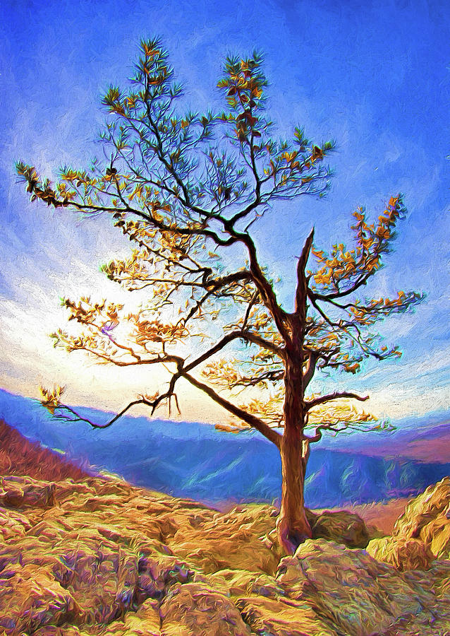 Tree and Rocks in the Blue Ridge Near Sunset AP Painting by Dan Carmichael