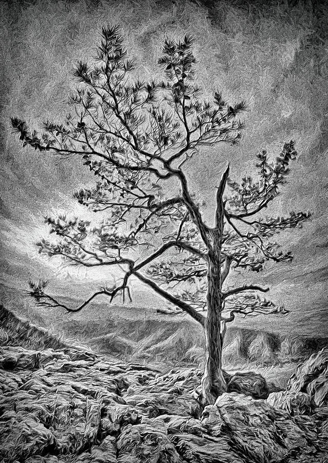 Tree and Rocks in the Blue Ridge Near Sunset BW Photograph by Dan Carmichael