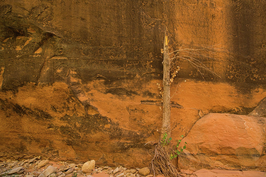 Tree and sandstone Photograph by Kunal Mehra