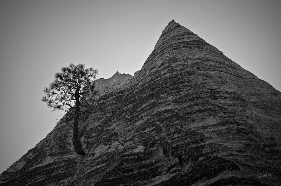 Tree and Sandstone Peak BW Photograph by David Gordon