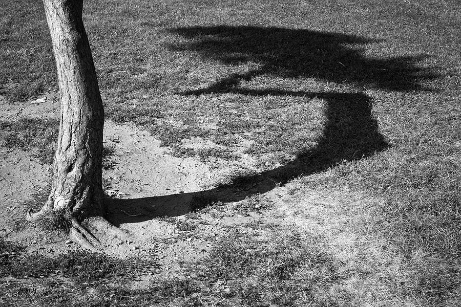 Tree and Shadow I BW Photograph by David Gordon