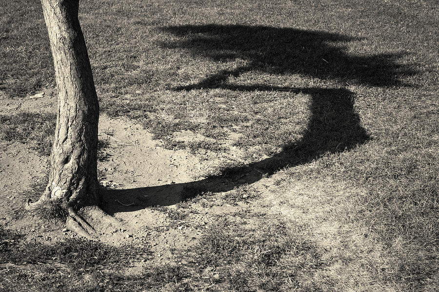 Tree and Shadow I Toned Photograph by David Gordon