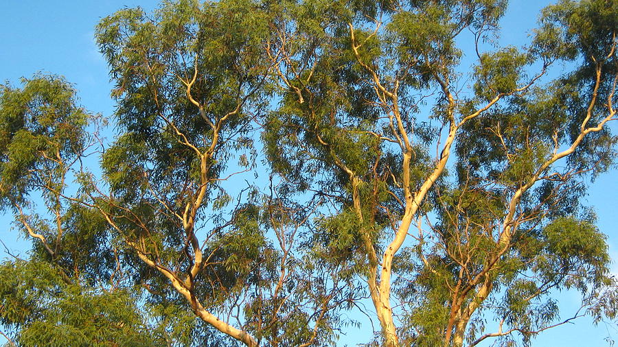 Tree Photograph - Tree and Sky by Emma Frost Tree Photograph - Tree and Sky by Emma Frost