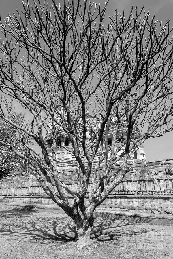 Tree and Temple Photograph by Hitendra SINKAR