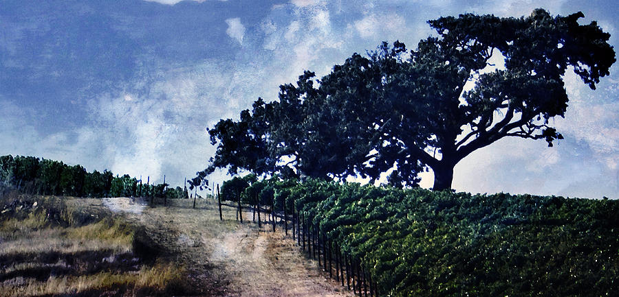 Vineyard Tree #2 Photograph by Gilbert Artiaga