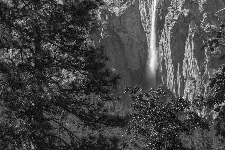 Tree and Waterfall in Yosemite Black and White  Photograph by John McGraw