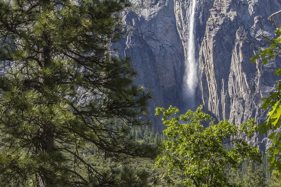 Tree and Waterfall in Yosemite  Photograph by John McGraw