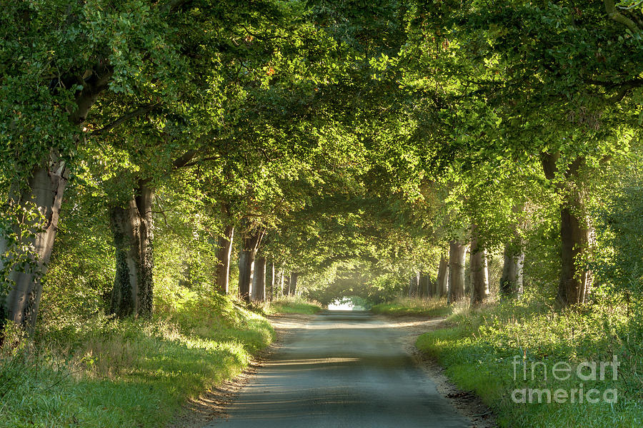 Tree arches over a country lane Photograph by Simon Bratt