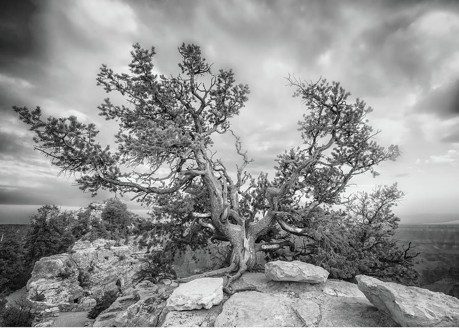 Tree at Angel Bright North Rim bw Photograph by Jerry Fornarotto