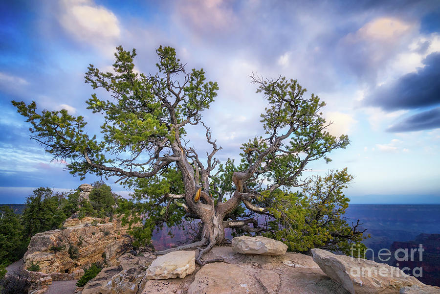 Tree at Angel Bright North Rim Photograph by Jerry Fornarotto