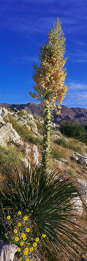 Tree At Anza Borrego Desert State Park Photograph by Panoramic Images