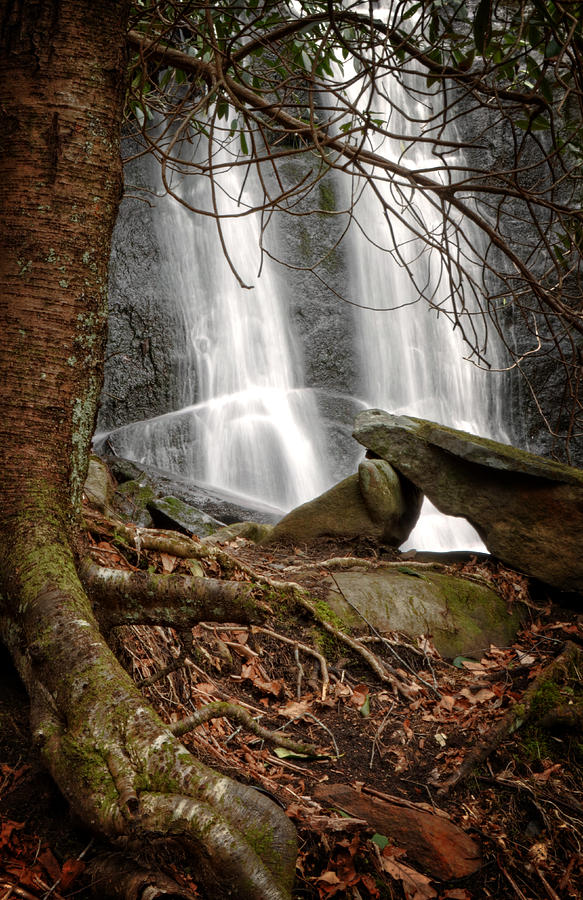 Mountain Photograph - Tree At Falls by Greg and Chrystal Mimbs