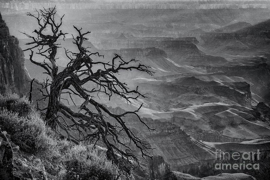 Tree at Lipan Overlook Grand Canyon bw Photograph by Jerry Fornarotto