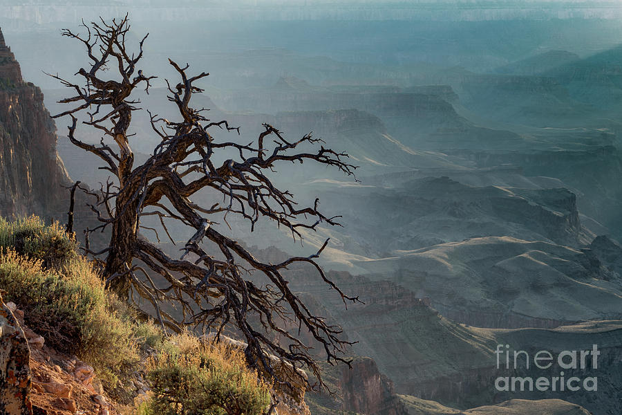 Tree at Lipan Overlook Grand Canyon Photograph by Jerry Fornarotto