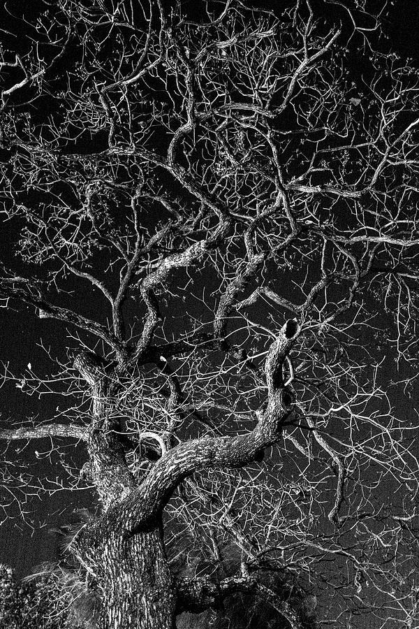 Tree at night Photograph by Jocelyn Kahawai