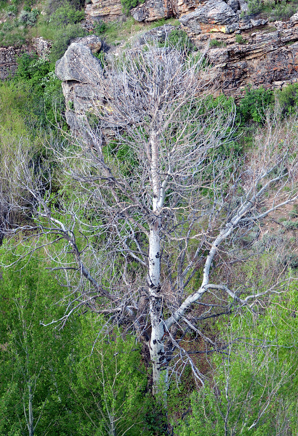 Tree At Secret Pass Photograph