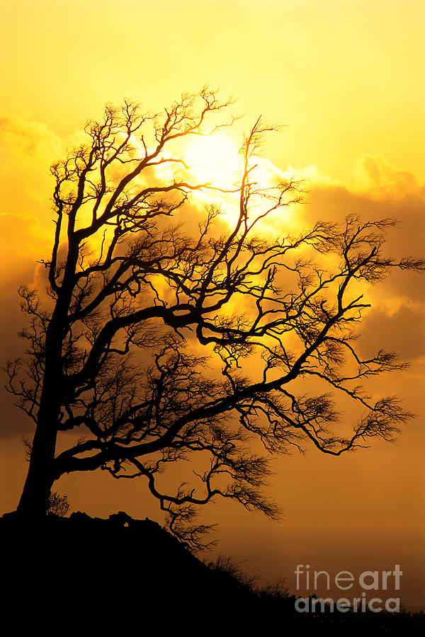 Tree At Sunrise Photograph by Carl Shaneff - Printscapes