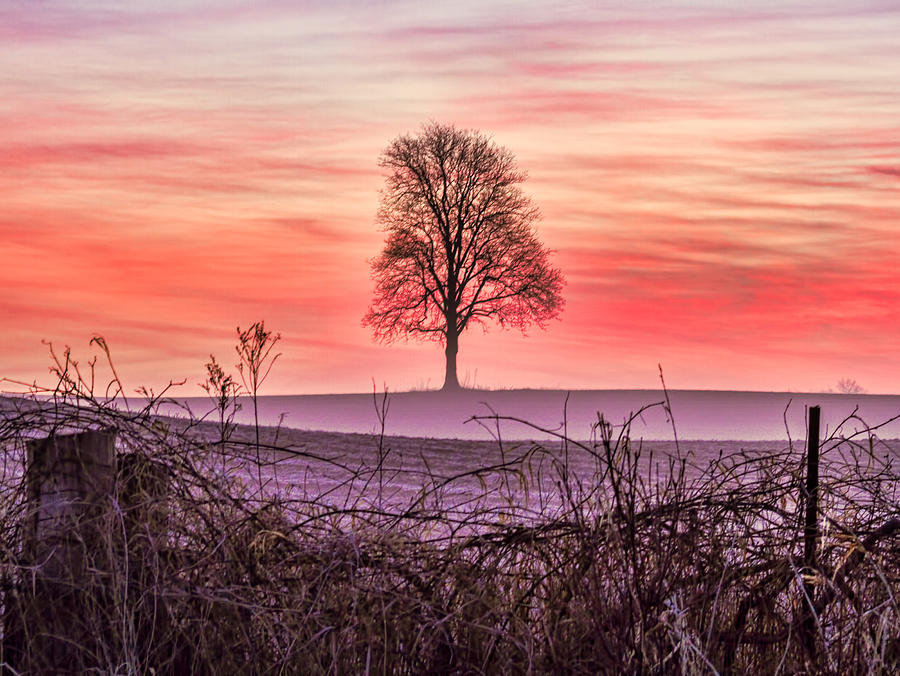 Tree at Sunrise Eaton Rapids Photograph by Joe Holley