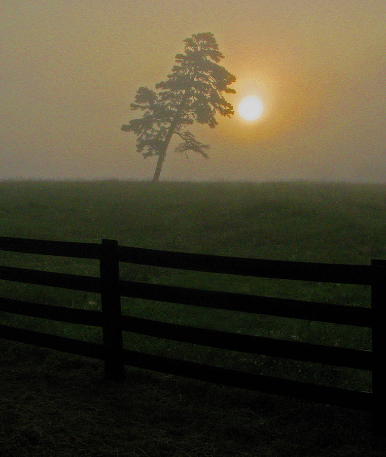Tree at Sunrise in Fog Photograph by Richard Singleton