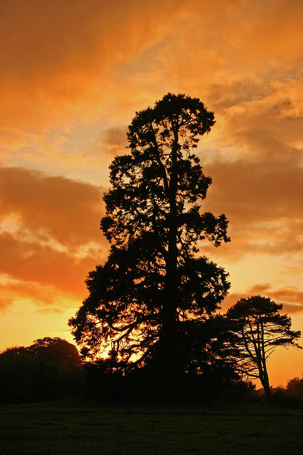 Tree at sunset Photograph by Martina Fagan