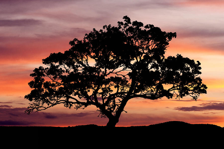 Sunset Photograph - Tree at Sunset by Paul Huchton