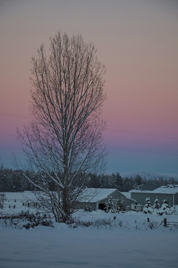 Tree At Sunset Photograph