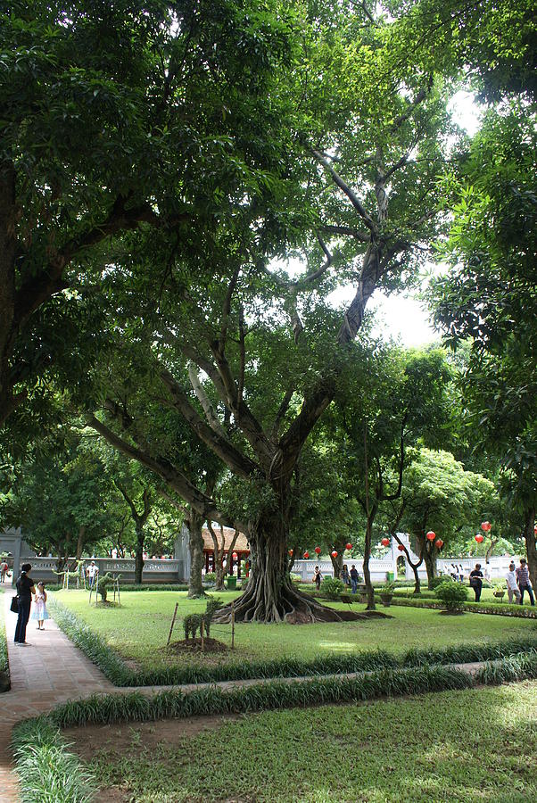 Tree at the Temple of Literature 1 Photograph by Padamvir Singh