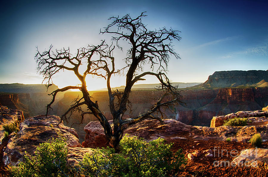 Tree At Toroweap Grand Canyon Photograph by Bob Christopher
