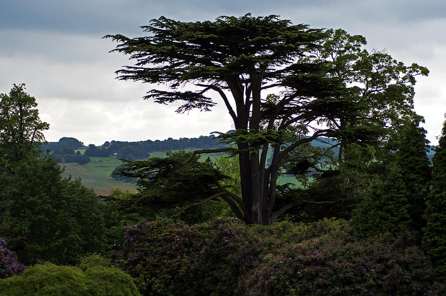 Tree at Yorkshire Sculpture Park Photograph by Dubi Roman