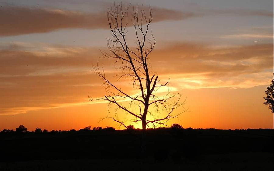 Tree aura Photograph by Cody Wright | Fine Art America