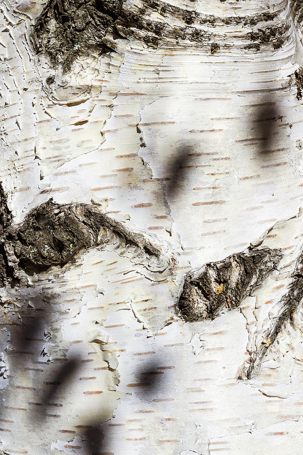 Tree bark - 2 Photograph by Paul MAURICE