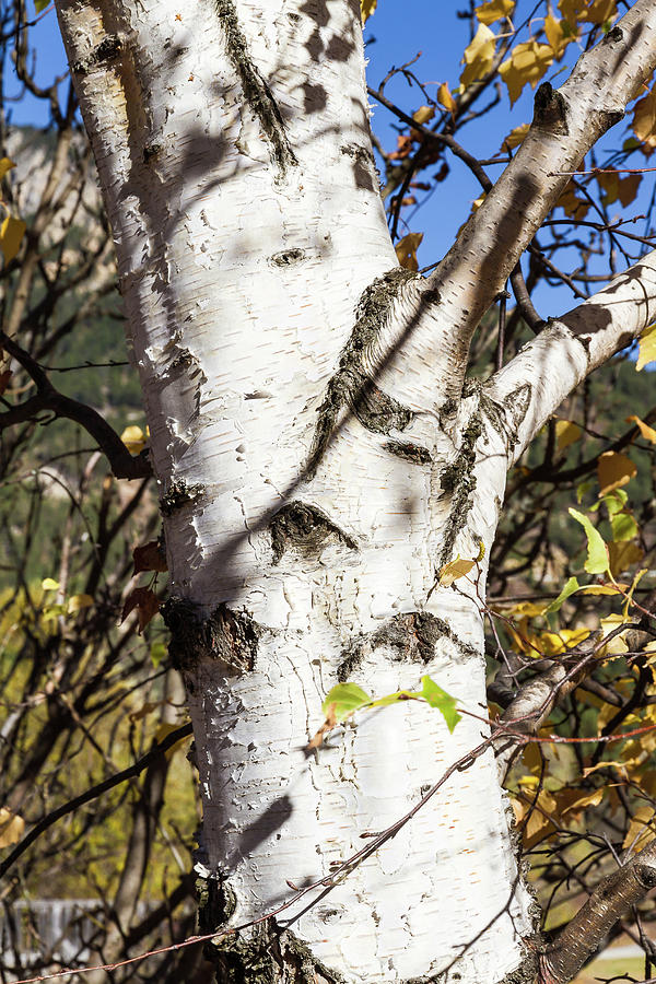 Tree Bark - 3 Photograph by Paul MAURICE