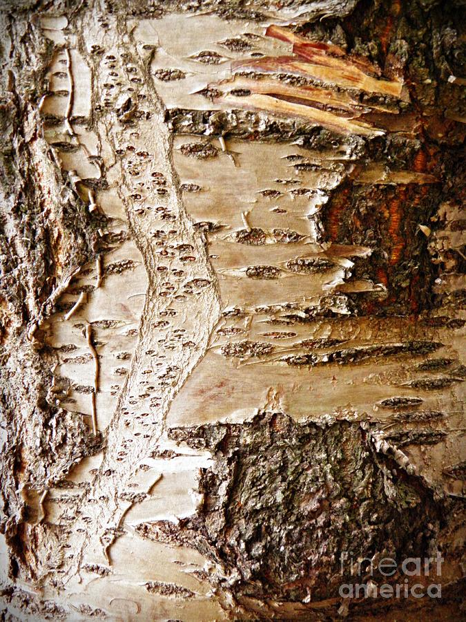 Tree Photograph - Tree Bark 8 by Sarah Loft
