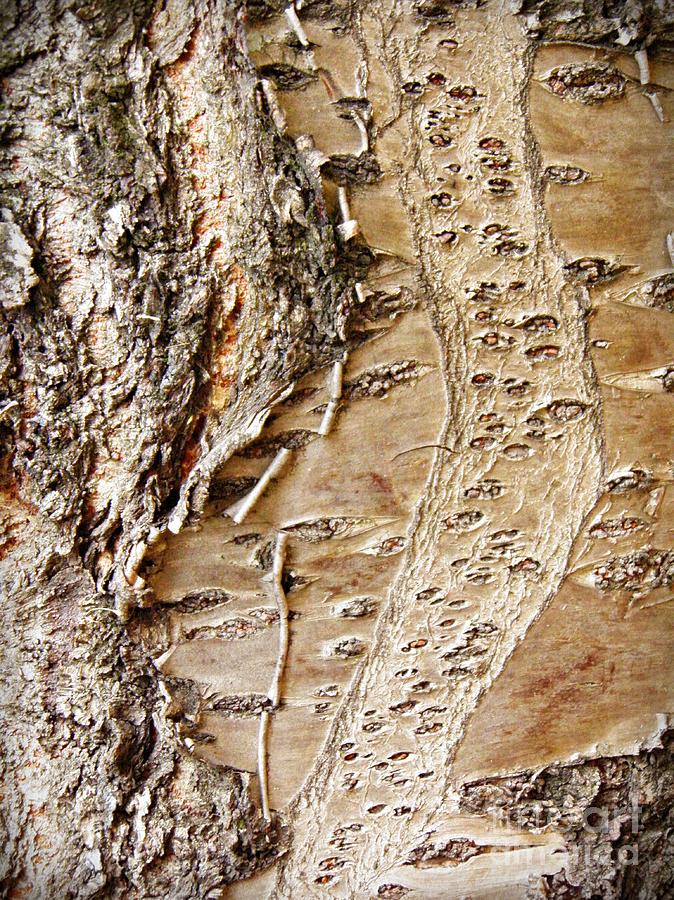 Tree Bark 9 Photograph by Sarah Loft