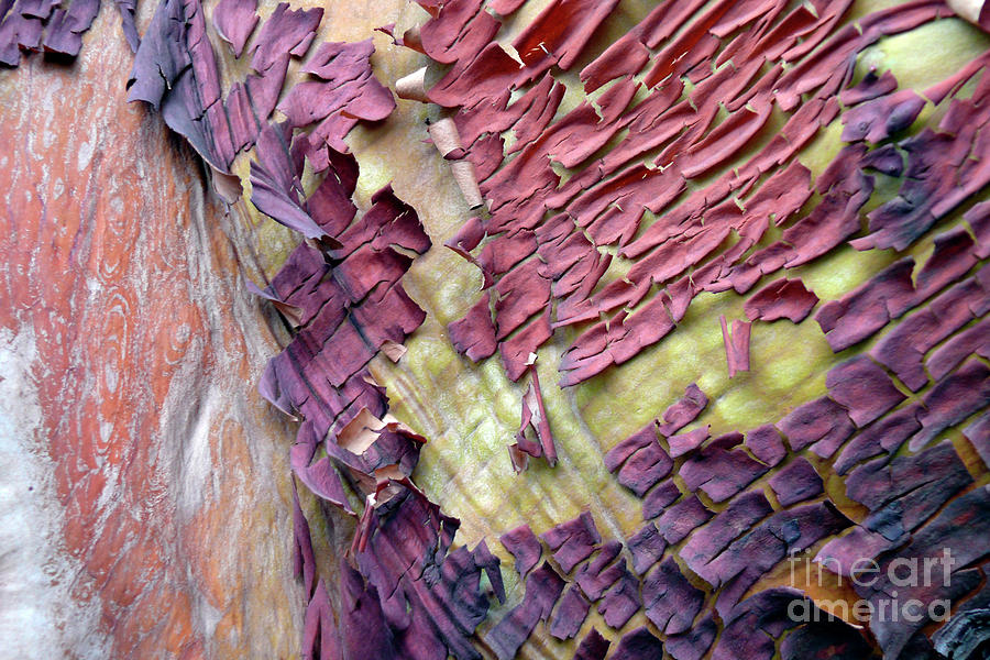 Tree Bark Abstract 4 Photograph by Paula Joy Welter