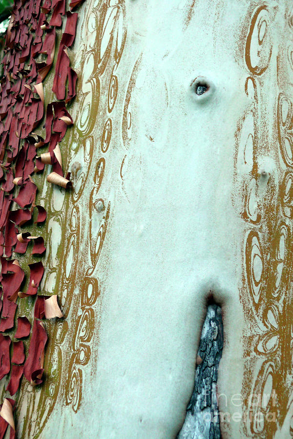 Tree Bark Abstract 5 Photograph by Paula Joy Welter