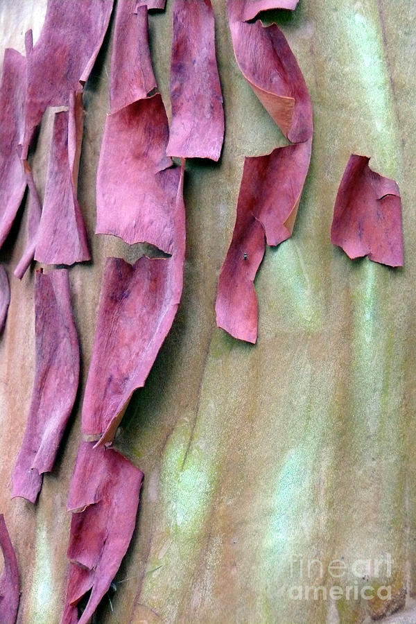 Tree Bark Abstract 6 Photograph by Paula Joy Welter