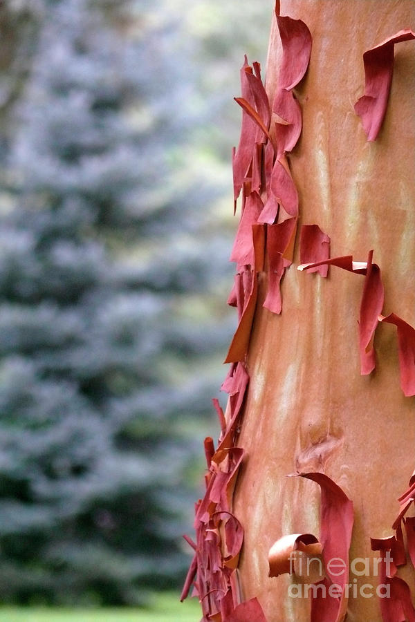 Tree Bark Abstract 7 Photograph by Paula Joy Welter