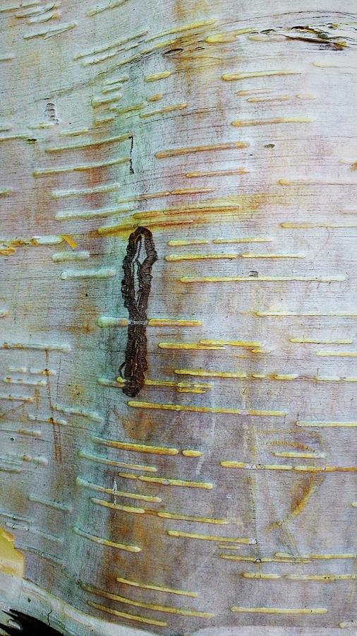 Pattern Photograph - Tree Bark Abstract 8  by Olga Zavgorodnya