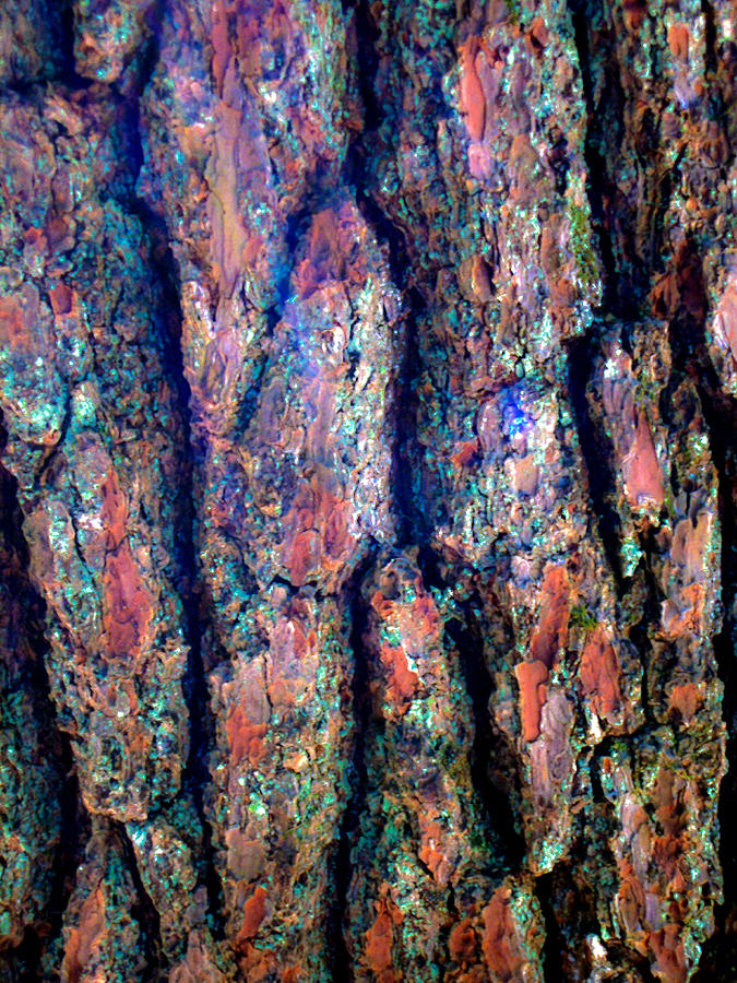 Tree Bark Abstract Photograph by Garry Loss