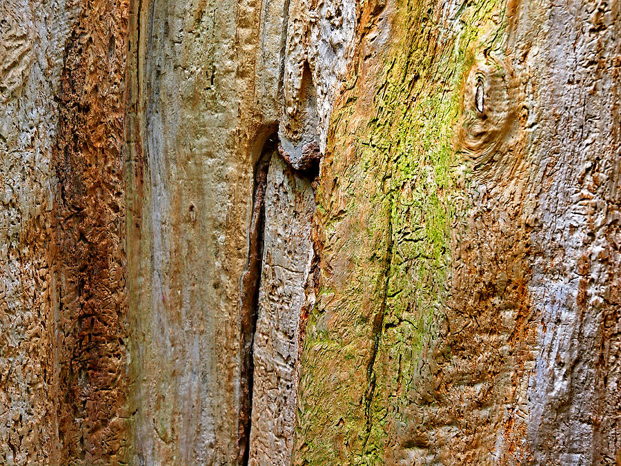 Tree Bark Abstract Photograph by Gill Billington