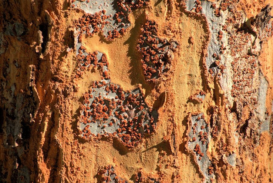 Tree Bark Abstract Photograph by John Harmon