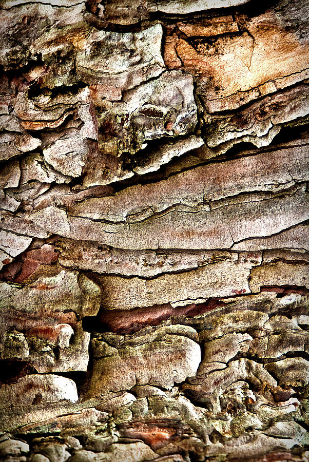 Tree Bark Abstract Photograph by Onyonet Photo studios