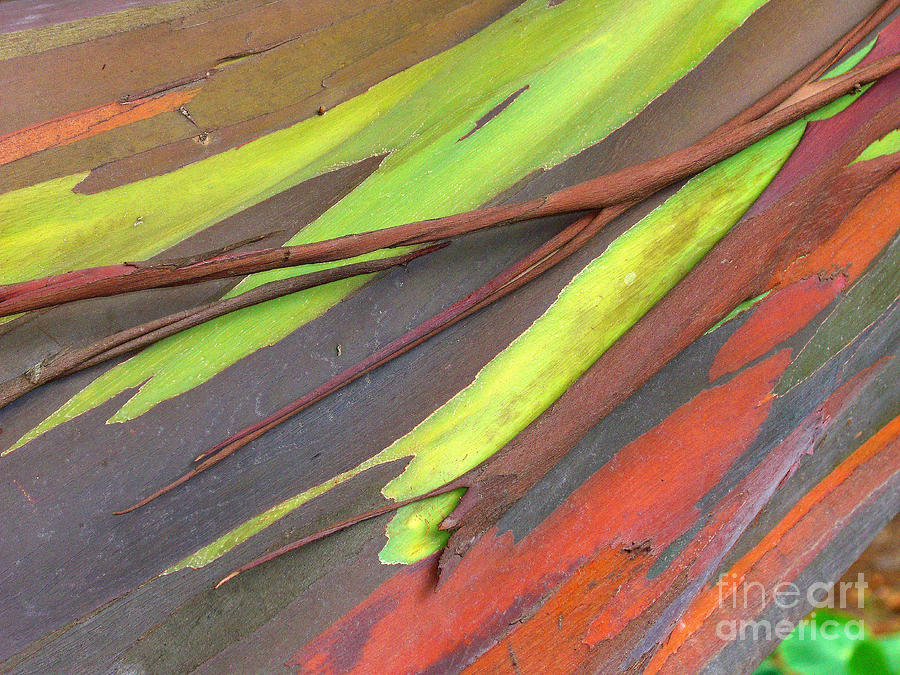 Tree Bark Abstract Photograph by Ron Dahlquist - Printscapes