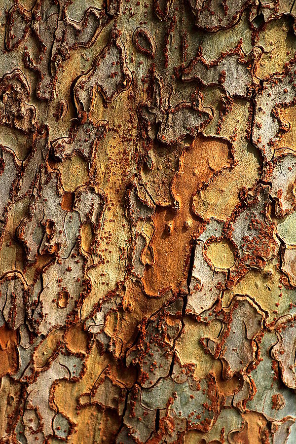 Tree Bark Abstract Photograph by Sheila Brown