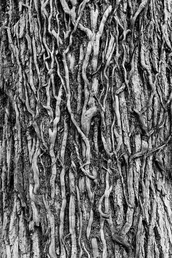 Tree Bark Abstract Photograph by Tom Mc Nemar