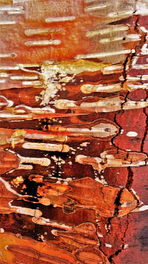 Tree Bark Abstract 5 Photograph by Olga Zavgorodnya | Fine Art America